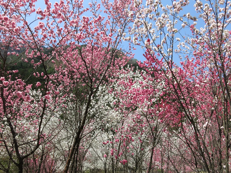 桃の花湯島の湯