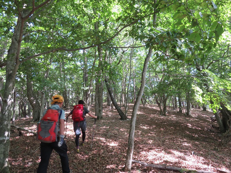 高芝山樹林帯歩き