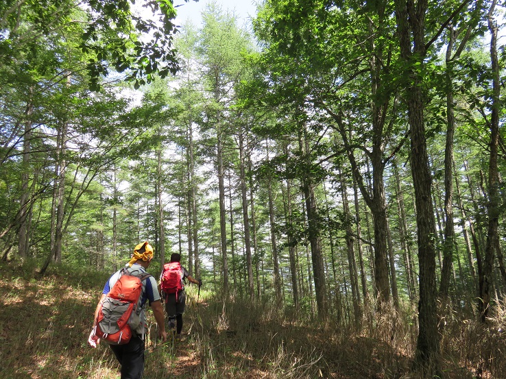 柳沢ノ頭への登山道様子