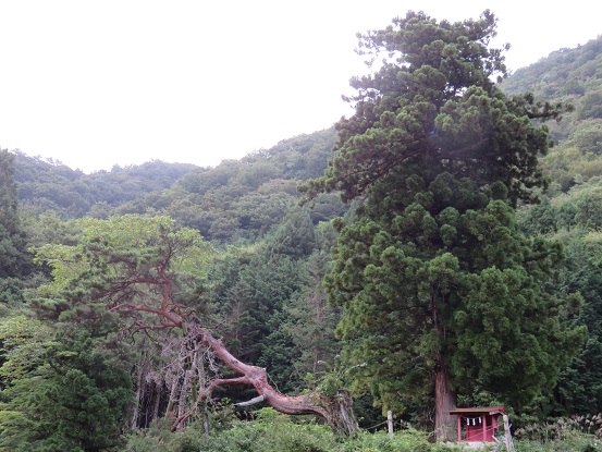 天然記念物なんじゃもんじゃの木を経由して滝戸山を目指す