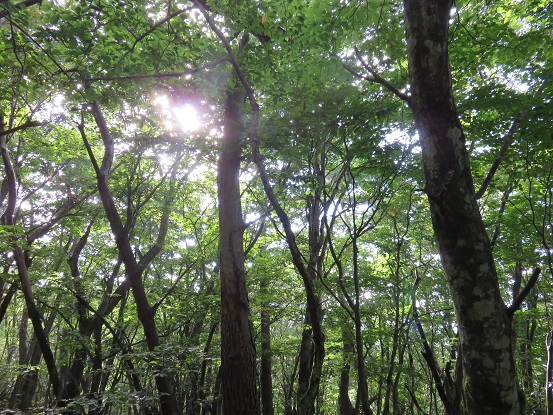 滝戸山木漏れ日