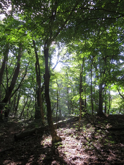 滝戸山地味地味な山頂