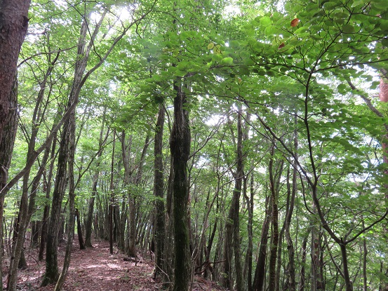 樹林帯の登山道