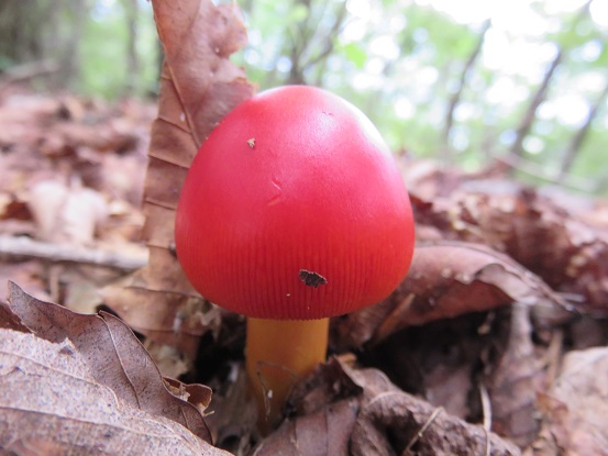 釈迦ヶ岳登山道タマゴダケ