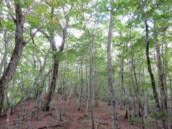 黒岳周辺の景色ain
