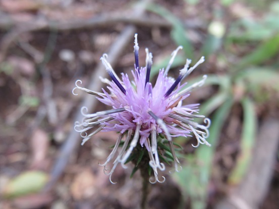 黒岳への登りはお花n