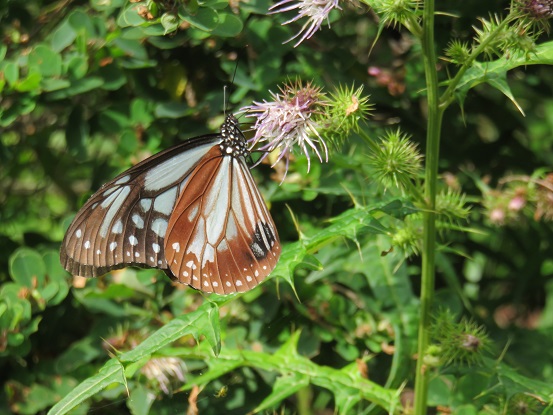 蝶一心不乱に吸い