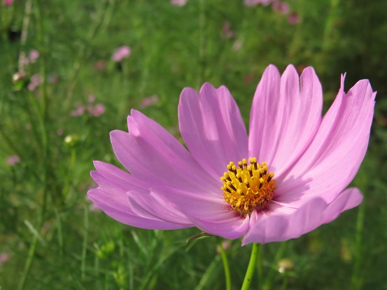 すずらんの里秋景色