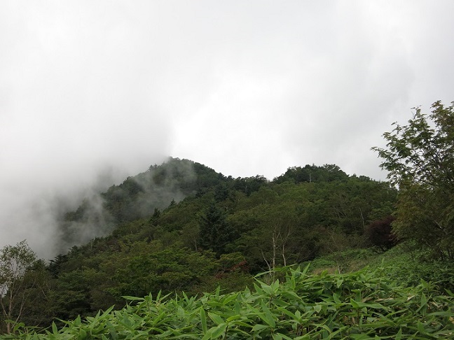 振り返っての毛無山の山頂方面