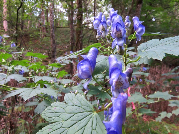 トリカブトの花