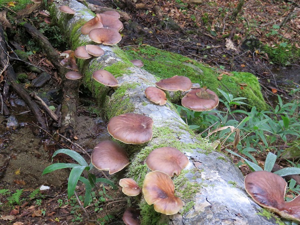 雁峠、笠取山キノコ群生