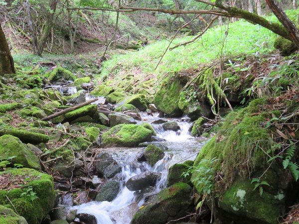 雁峠、笠取山森の雰囲気