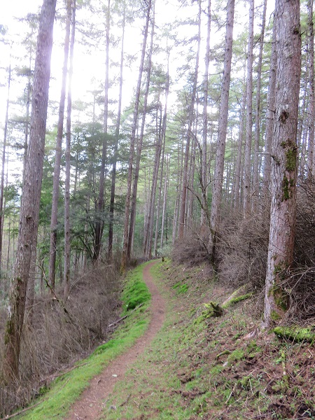 黒エンジュから馬止登山ルート