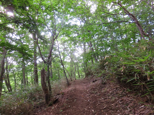 一休坂樹林帯歩き