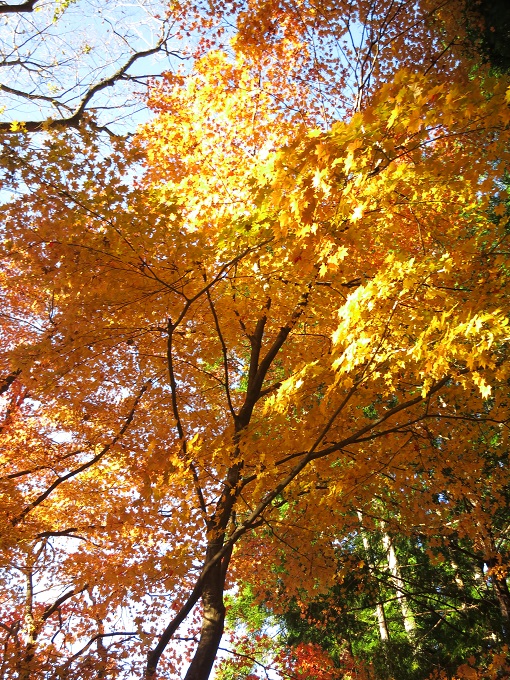 栃本関所跡周辺紅葉