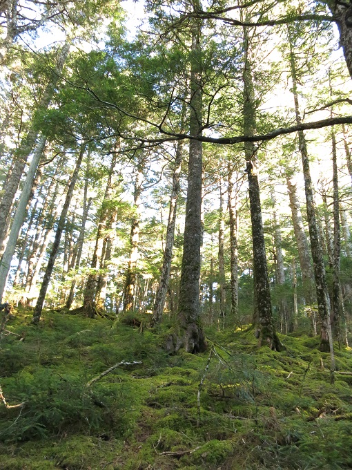 苔が広がる登山