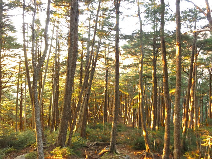 三宝山木々