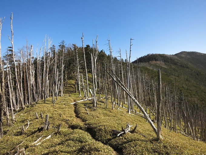 雁坂嶺雰囲気の良い縦走路