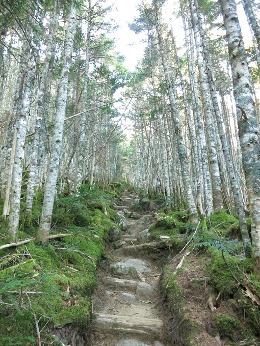 三宝山地味な登り