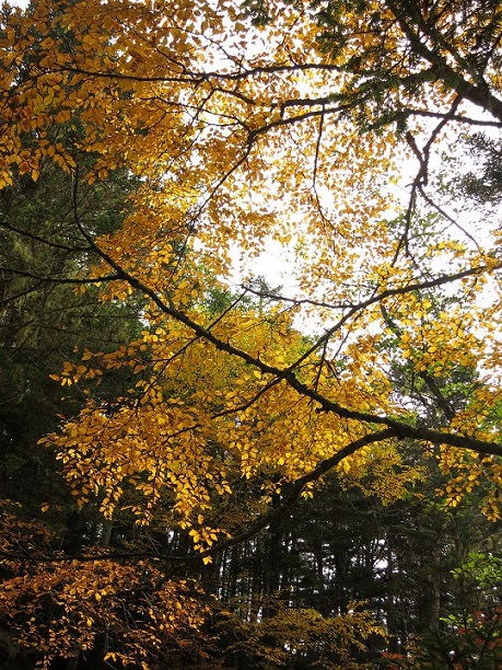 f:id:aohige0718:20170921223305j:plain f:id:aohige0718:20170921223305j:plain