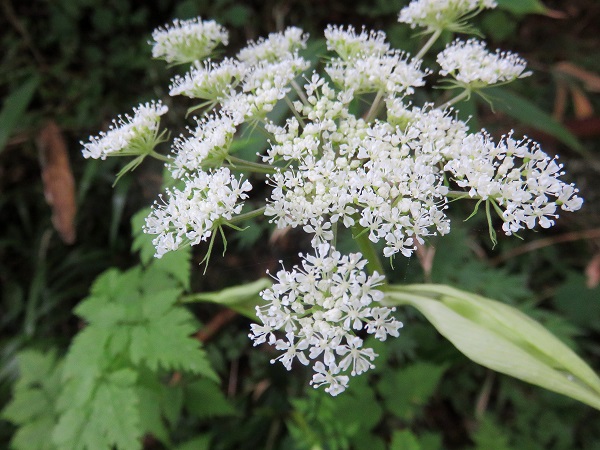 f:id:aohige0718:20170926171914j:plain 大岳山周辺で花が咲いていた