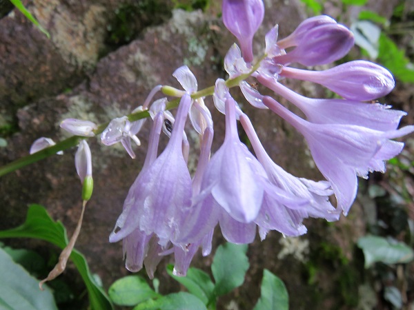 f:id:aohige0718:20170926172343j:plain 大岳山から馬頭刈山までのルートのお花