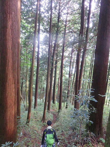 f:id:aohige0718:20170926173251j:plain 瀬音の湯まで樹林帯歩き