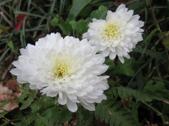 明王峠のお花