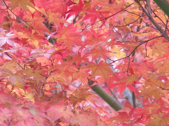 陣馬山・戸倉三山の紅葉