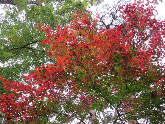 戸倉三山刈寄山までのルート紅葉