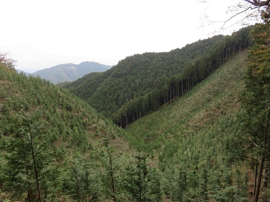 刈寄山周辺の景色