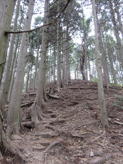 市道山への登山道の様子