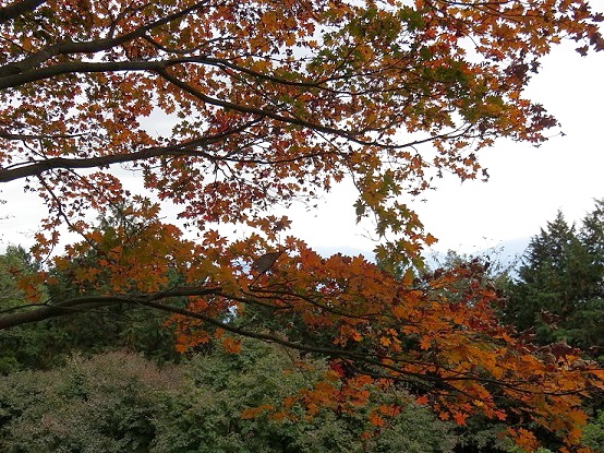 陣馬山周辺の紅葉の様子