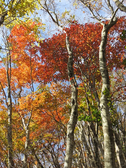 阿難坂から三方分山へ登って行くと紅葉