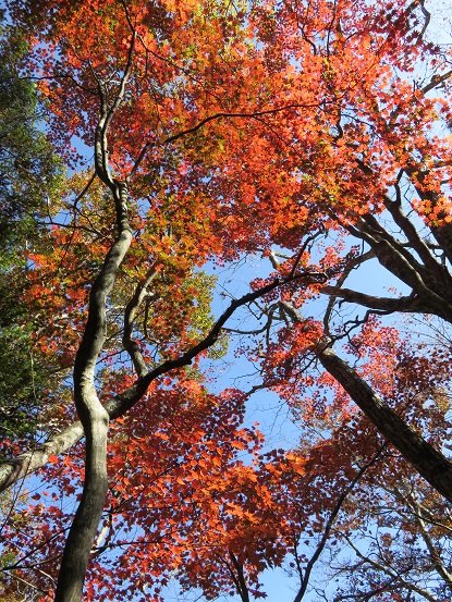 雨ヶ岳北尾根の入口付近の紅葉