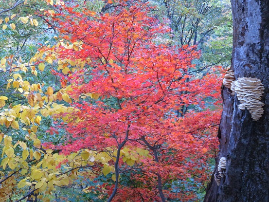 千石平のお茶屋紅葉が良い感じ