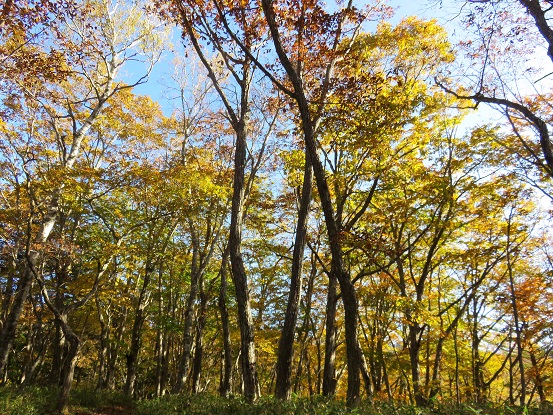 ロッヂ長兵衛綺麗な紅葉