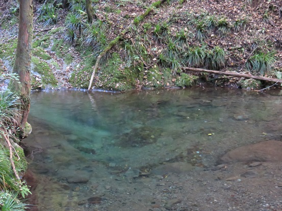 倉岳山の登山道沿いの月尾根沢