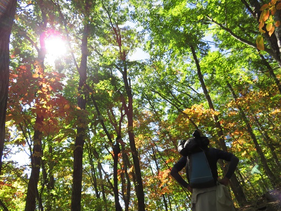 高畑山・倉岳山周辺の紅葉の様子