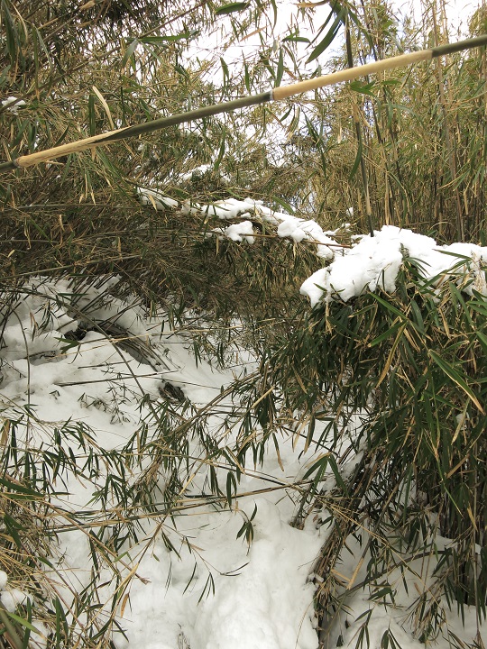 金時山への登山道