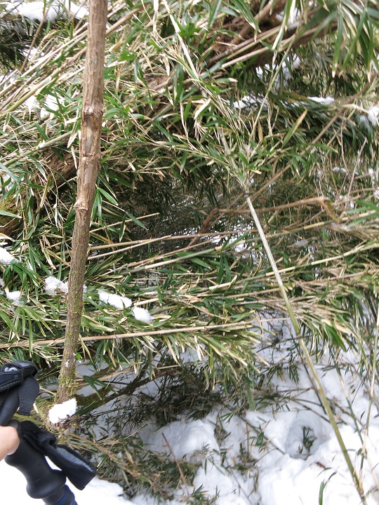 積雪期の箱根外輪山縦走竹藪