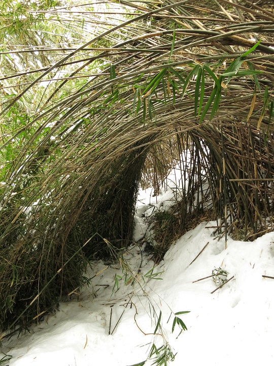 芸術的な竹藪の登山道
