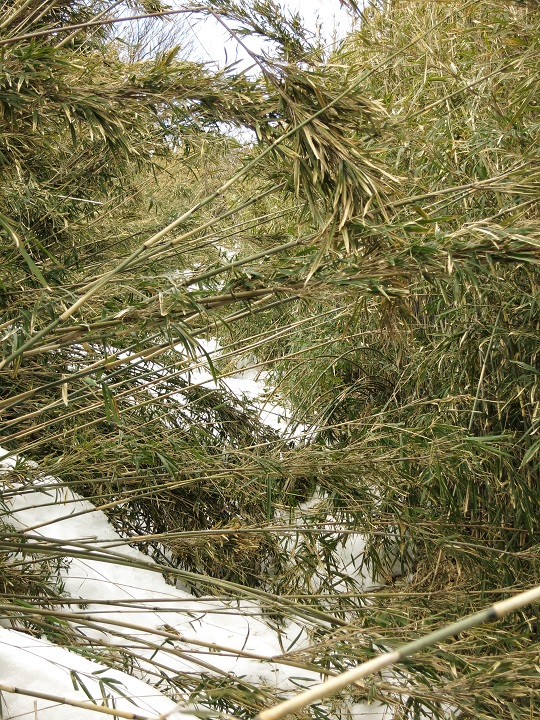 竹藪の登山道と雪道