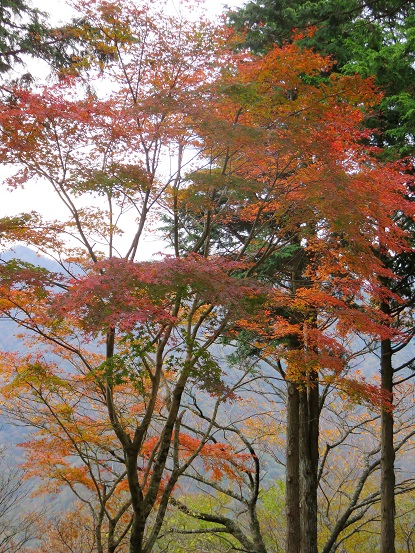 f:id:aohige0718:20171105224640j:plain 塔ノ岳標高800m前後から紅葉