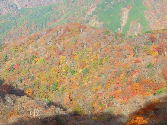 f:id:aohige0718:20171105224731j:plain 丹沢山塊の山肌紅葉