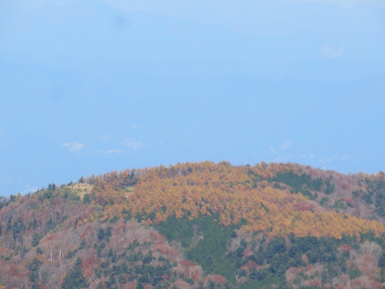 姫次の落葉松の紅葉