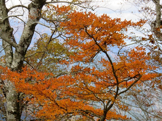 蛭ヶ岳山頂紅葉の見頃