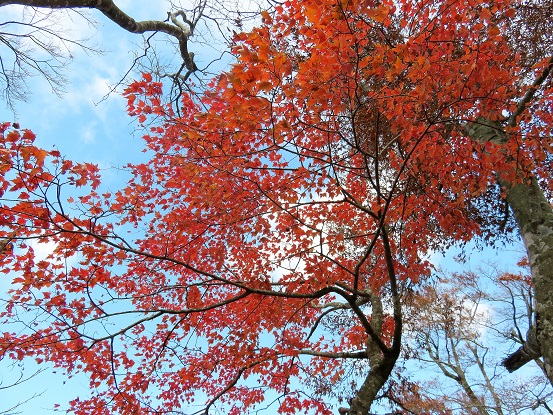 丹沢主稜縦走路の紅葉