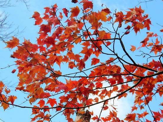 丹沢主稜縦走路の紅葉秋