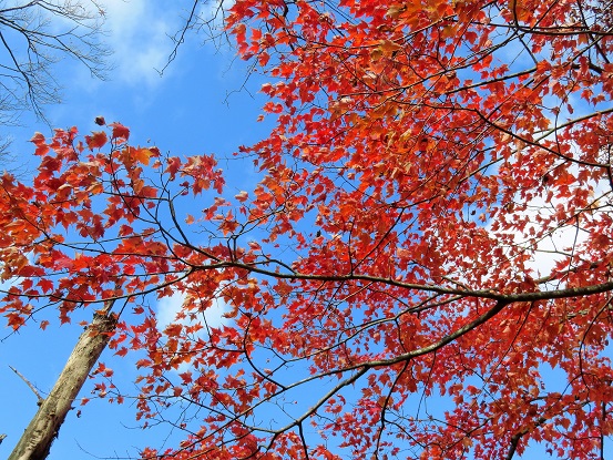 丹沢紅葉の見頃の時期